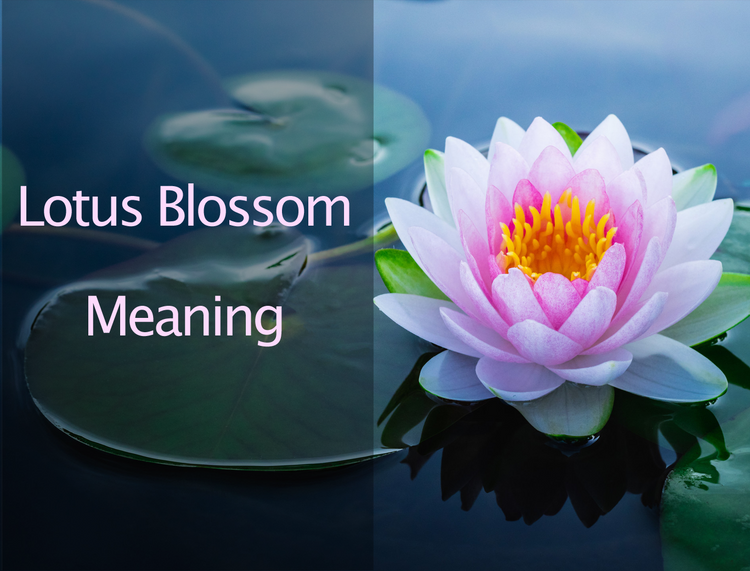 Lotus Blossom Meaning
